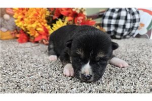 Kenji - puppy for sale