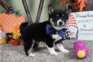 Dynamo - Shiba Inu, placed in Springfield
