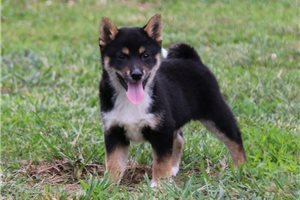 Theo - Shiba Inu for sale