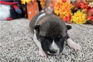 Inari - puppy for sale