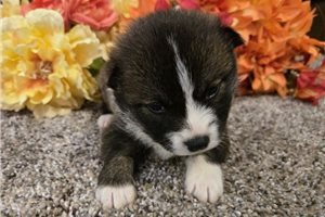 Timon - Shiba Inu for sale