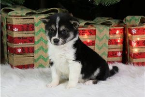 Manhattan - Shiba Inu for sale