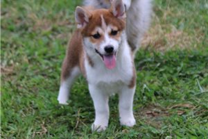 Tonka - Shiba Inu for sale