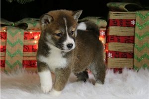 Milo - Shiba Inu for sale