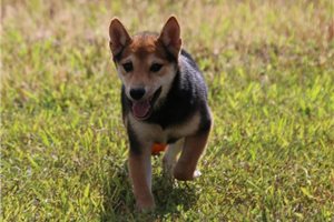 Killian - puppy for sale