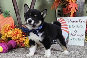 Dynamo - Shiba Inu for sale