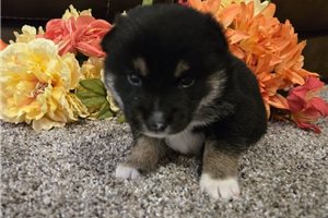 Theo - Shiba Inu for sale