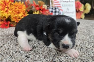 Sora - puppy for sale