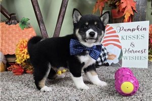 Dynamo - Shiba Inu for sale