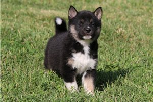 Killian | Puppies For Sale at Pawrade