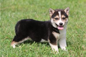 Katrina - Shiba Inu for sale