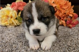 Tonka - Shiba Inu for sale