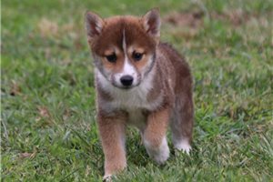 Timon - Shiba Inu for sale