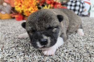 Kitsune - Shiba Inu for sale