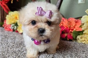Vanna - puppy for sale