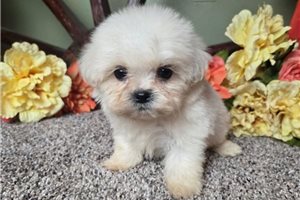 Vernon - puppy for sale