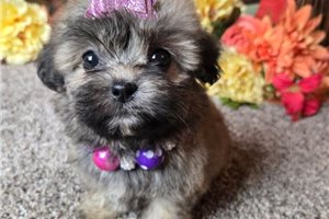 Vicki - Shichon for sale