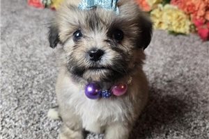 Vanessa - puppy for sale