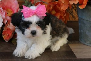 Sassy - Shichon for sale