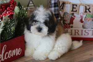 Tygo - Shichon for sale