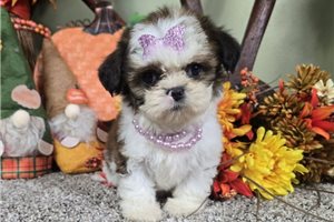 Baley - Shih Tzu for sale