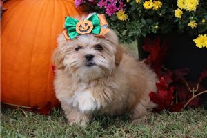 Lola - Shih Tzu for sale