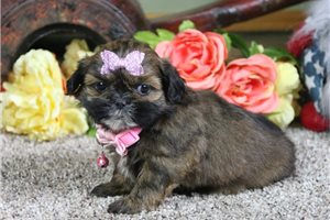 Connie - Shih Tzu for sale