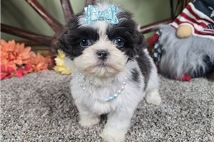 Brenda - Shih Tzu for sale