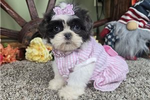 Betsy - Shih Tzu for sale