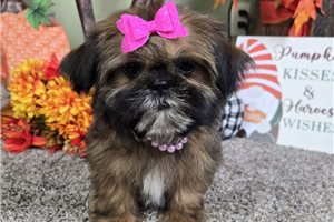 Connie - Shih Tzu for sale