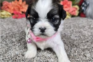 Brooklyn - puppy for sale