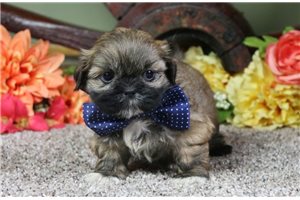 Christian - puppy for sale