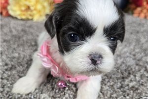 Betsy - puppy for sale