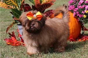 Tootsie - Shih Tzu for sale