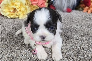 Brenda - puppy for sale