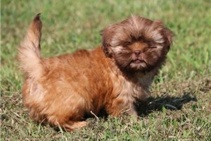 Hershey - Shih Tzu for sale