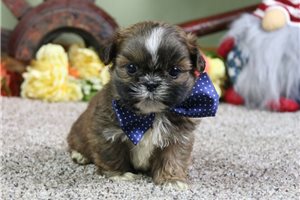 Colby - puppy for sale