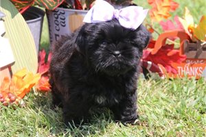 Bailey - Shih Tzu for sale