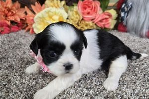 Bianca - Shih Tzu for sale