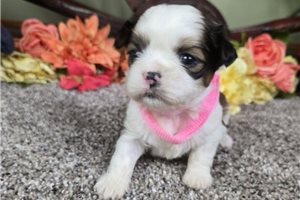 Bailey - puppy for sale