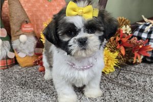 Brooklyn - Shih Tzu for sale