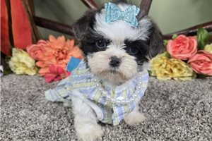 Bubbles - Shih Tzu for sale