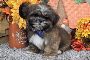 Colby - Shih Tzu for sale