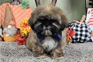 Christian - Shih Tzu for sale