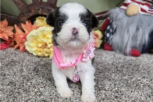 Bubbles - puppy for sale