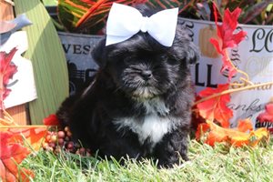 Sophie - Shih Tzu for sale