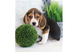 Pumpkin - Beagle for sale