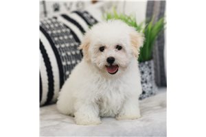 Trevor - Bich-Poo - Bichpoo for sale