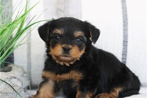 Dallas - Yorkiepoo - Yorkie Poo for sale