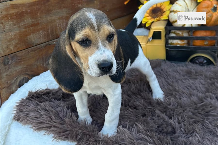 Jonah, male Beagle puppy for sale